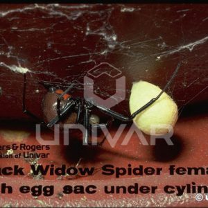 Black Widow Spider Female with Egg Sac