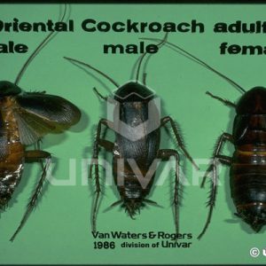 Oriental Cockroach Male and Female Comparison