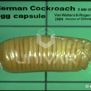 German Cockroach Egg Capsule