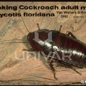 Wood Cockroach Male