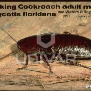 Wood Cockroach Male