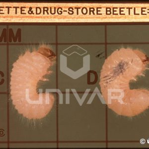 Cigarette & Drugstore Beetle Larva