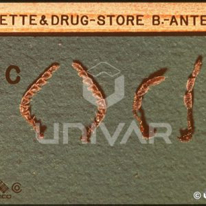Cigarette & Drugstore Beetle Antennae