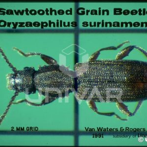 Saw-Toothed Grain Beetle