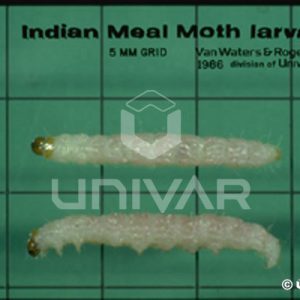 Indian Meal Moth Larva