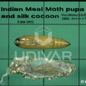 Indian Meal Moth Pupa & Cocoon