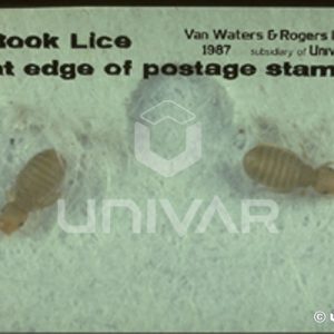 Book Lice on Postage Stamp Detail