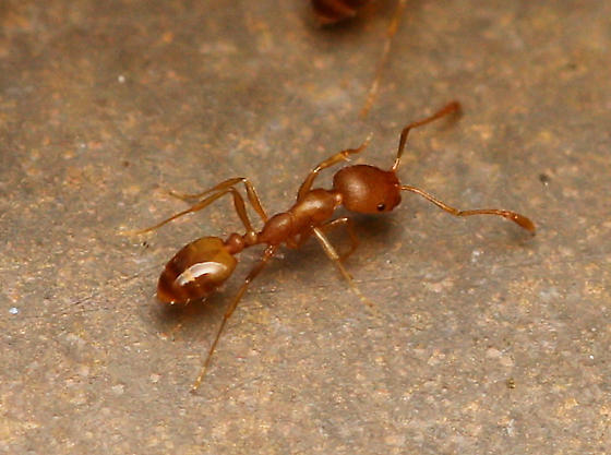 Pharaoh Ant photo by heyrod, http://bugguide.net/node/view/251076