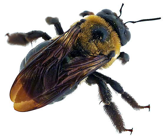 Carpenter Bee photo by Gary R. McClellan, http://bugguide.net/node/view/519303