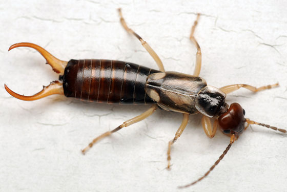 Earwig photo by ophis, http://bugguide.net/node/view/813230