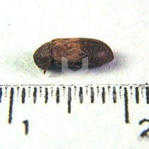 Larder Beetle Side