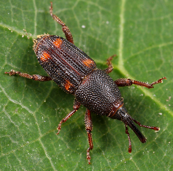 Rice Weevil photo by Scott Justis, http://bugguide.net/node/view/228627