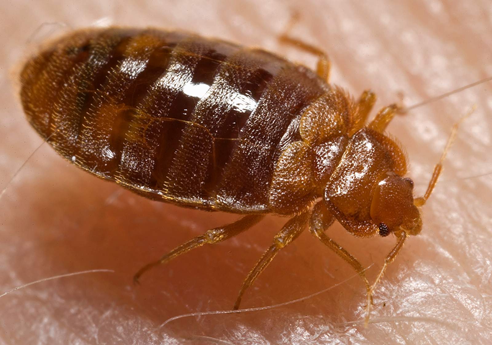 Close-up of a bed bug