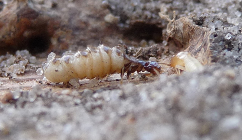 Close-up of termite queen