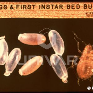 Bed Bug Eggs & First Instar