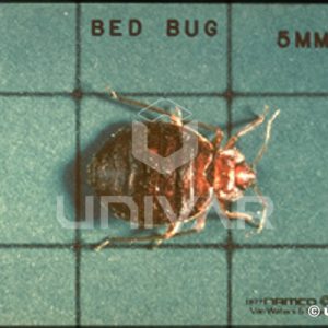 Bed Bug