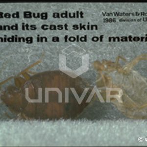 Bed Bug Cast Skin