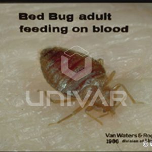 Bed Bug Feeding