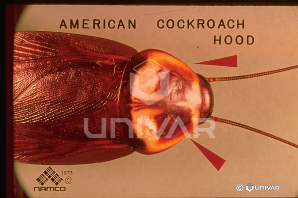 American Cockroach Hood