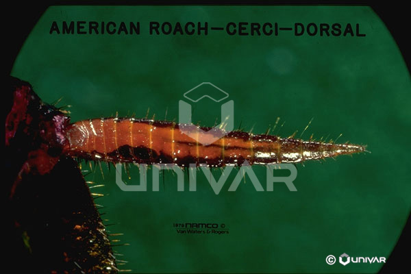 American Cockroach Cerci Dorsal