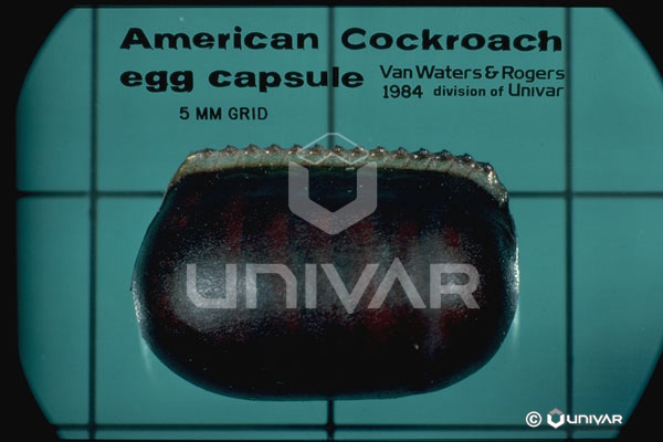 American Cockroach Egg Capsule