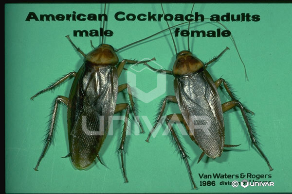 American Cockroach Male and Female Comparison