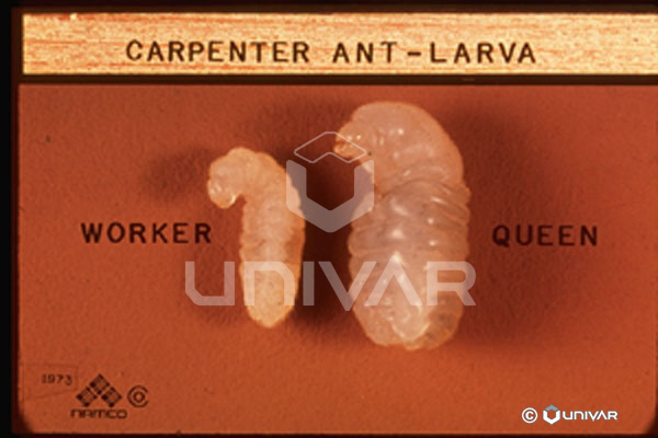 Carpenter Ant - Larva (worker, queen)