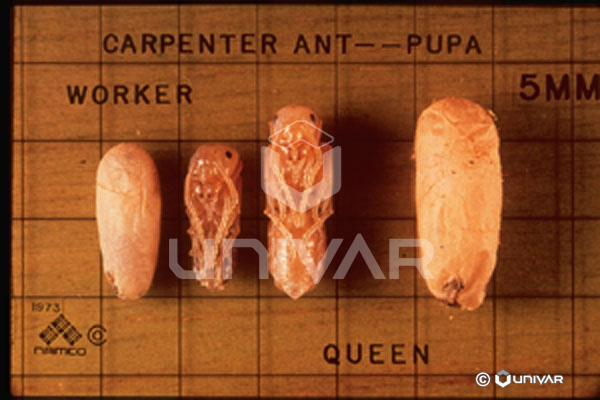 Carpenter ant pupa (worker, queen)