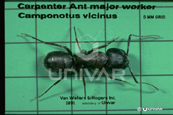 Carpenter ant major worker