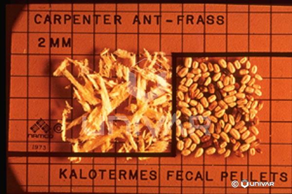 Carpenter ant frass & fecal pellets