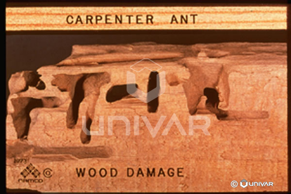 Carpenter ant wood damage