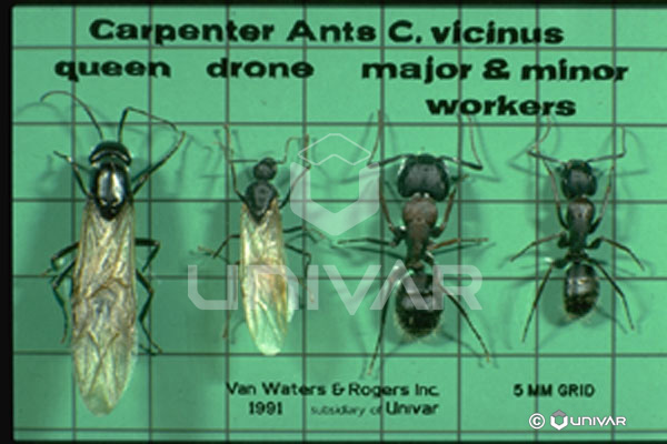 Carpenter ants (queen, drone, major worker, minor worker)