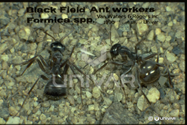 Black field ant workers