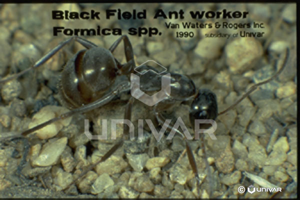 Black field ant worker