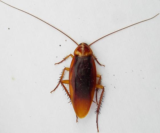 American Cockroach photo by Iustin Cret, http://bugguide.net/node/view/738333