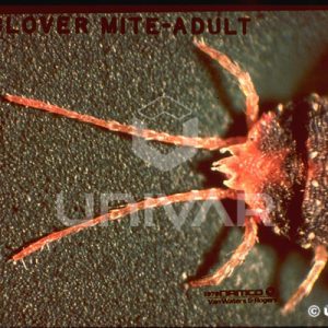 Clover Mite Adult