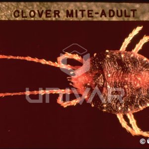 Clover Mite Adult Full Body