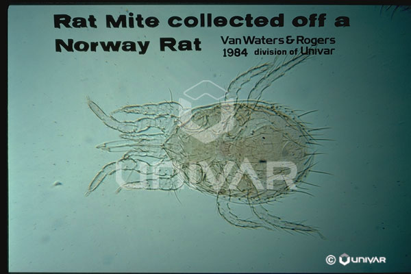 Rat Mite from Norway Rat