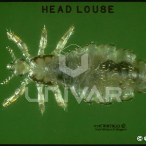 Head Lice - Central Exterminating Co.