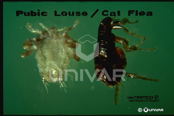 Pubic Louse vs Cat Flea