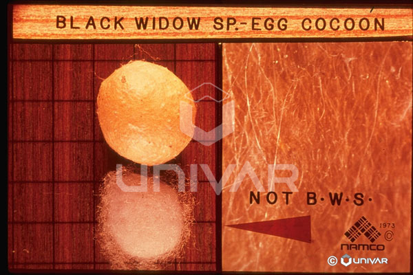 Black Widow Spider Egg
