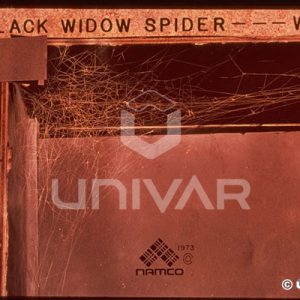 Black Widow Spider Web