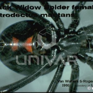 Black Widow Spider Female