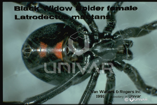Black Widow Spider Female