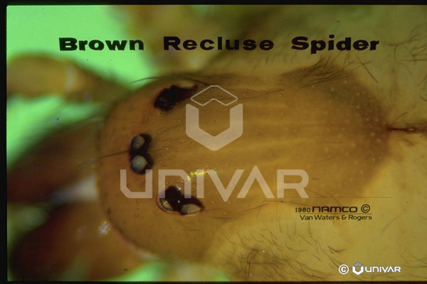 Brown Recluse Spider Close-up