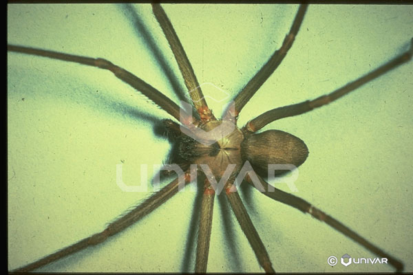 Brown Recluse Spider Back