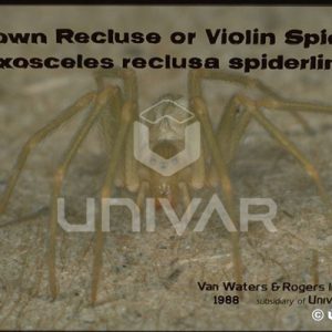 Brown Recluse Spider Front