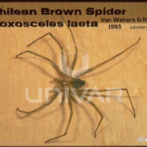 Brown Recluse Spider Close-up