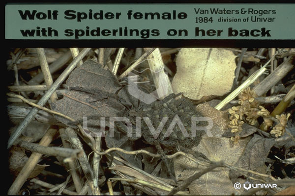 Wolf Spider Carrying Spiderlings
