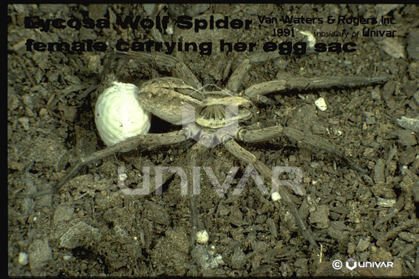 Wolf Spider Carrying Egg Sac